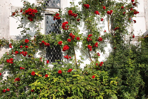 Climbing plants Farnborough