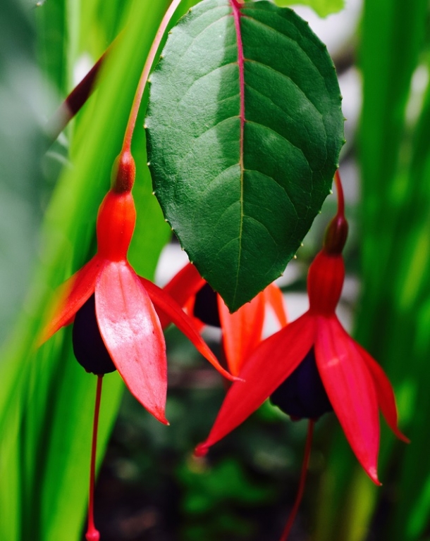Conkers Garden Centre Conkers Garden Centre