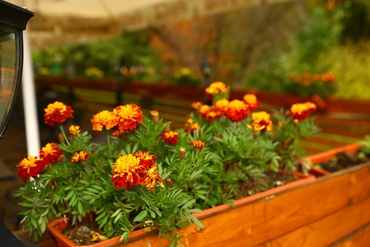 7 top autumn garden care tips