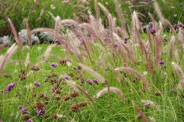 8 great ornamental grasses to grow