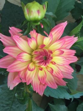 Delightful Dahlia