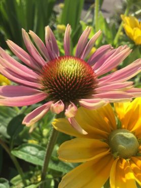 Echinacea