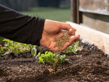 Feeding your garden plants