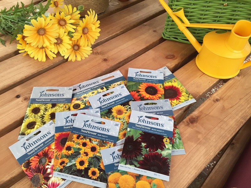 Golden Sunflowers Conkers Garden Centre