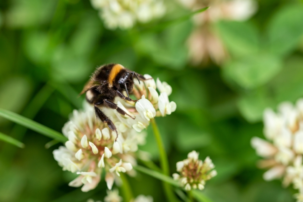 How to attract beneficial insects to your garden - Conkers Garden Centre