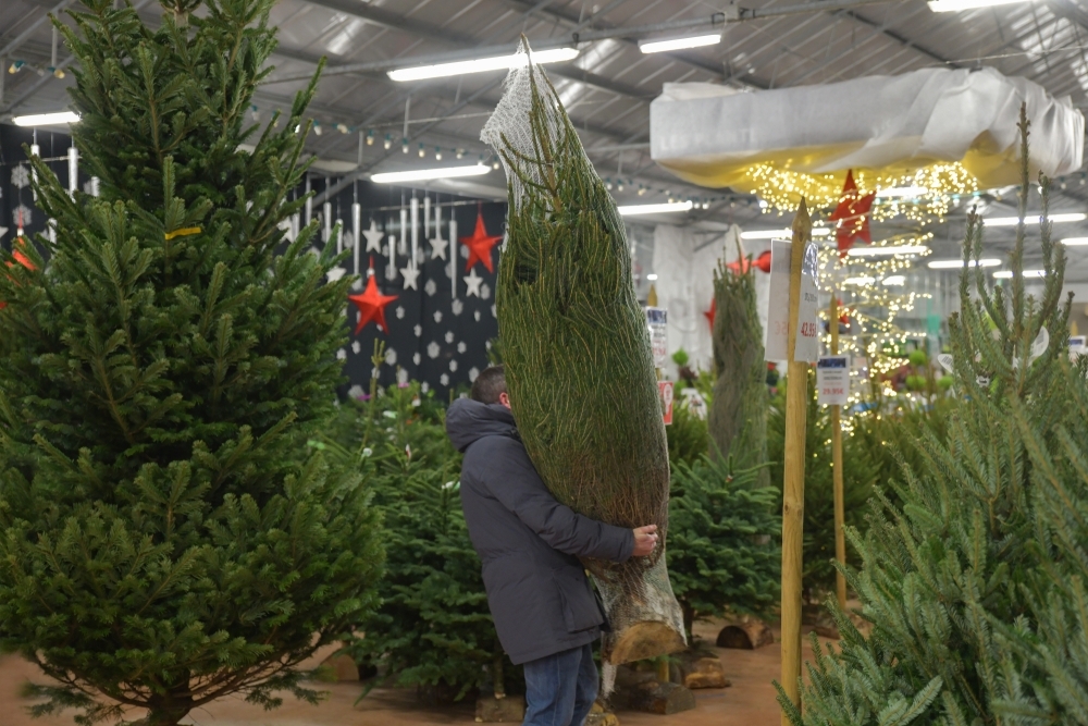 How to choose the perfect Christmas tree Conkers Garden Centre