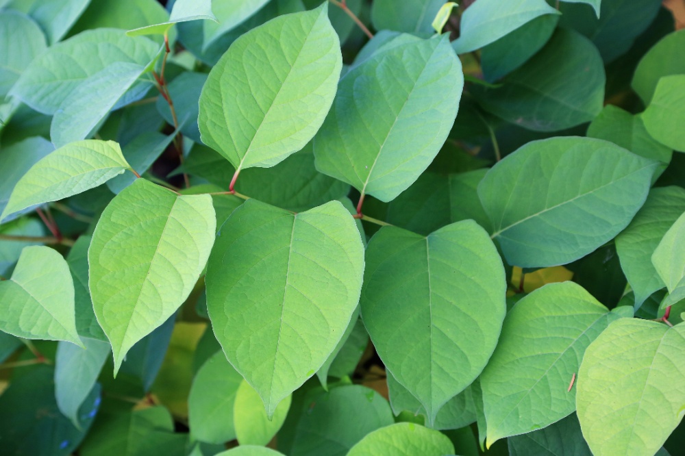 How to get rid of Japanese knotweed - Conkers Garden Centre