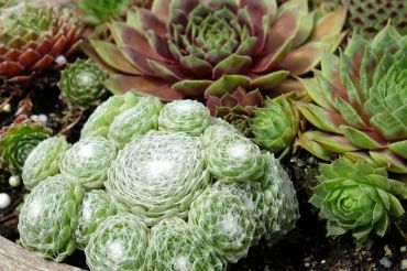 How to grow sempervivums