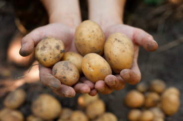 How to grow your own potatoes