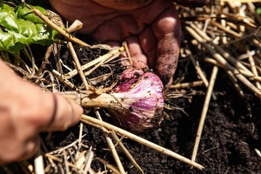 Garlic: how to plant and grow