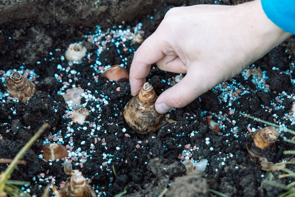 How to plant spring bulbs Conkers Garden Centre