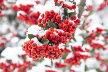 Planting a winter garden