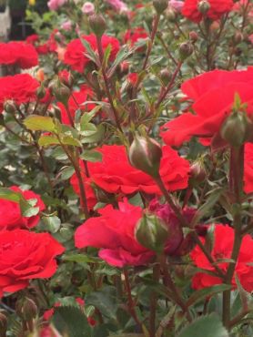 Red Rose Day