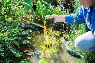 Take care of your pond in summer