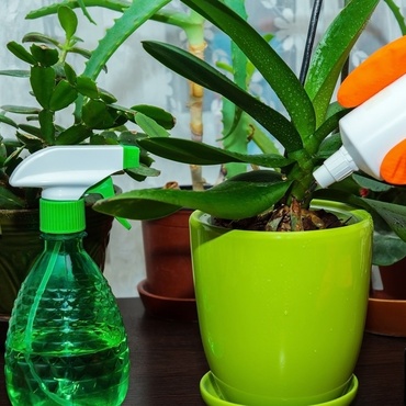 Tips to keep your houseplants healthy