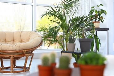 Top 10 Houseplants to Replace the Christmas Tree