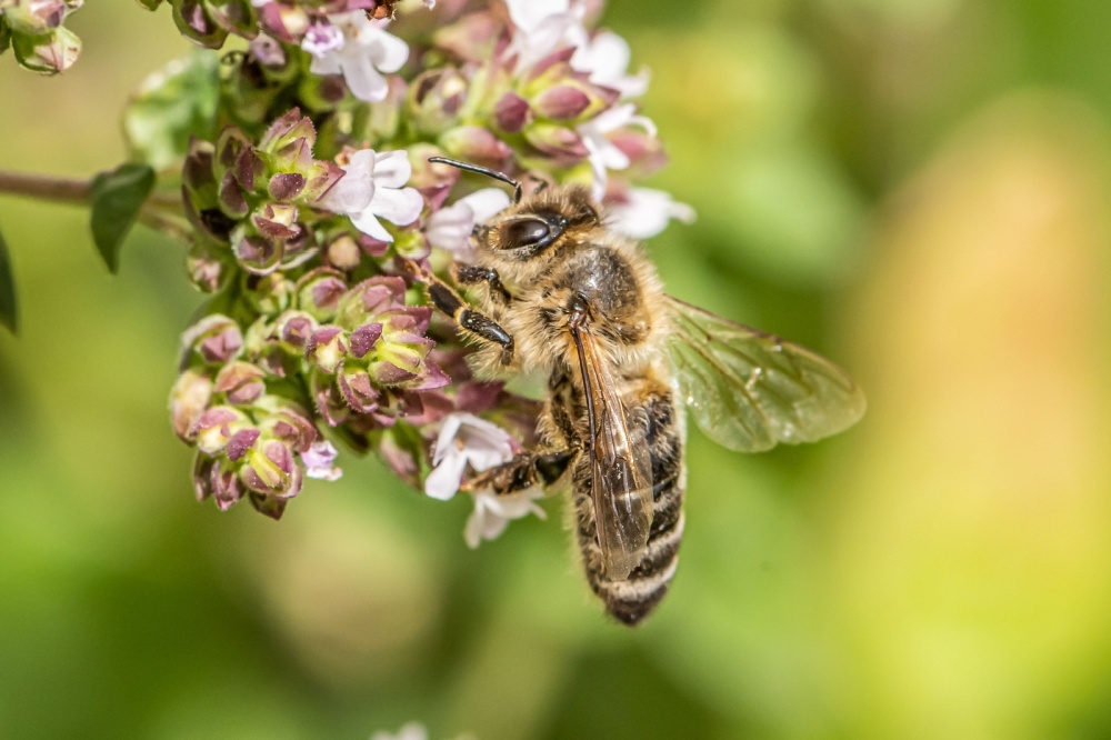Why are pollinators so important? - Conkers Garden Centre