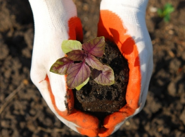 Special feeds for special plants